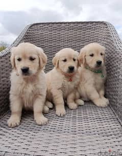 Whatsapp me (+407 2516 6661) Golden Retriever Puppies 0