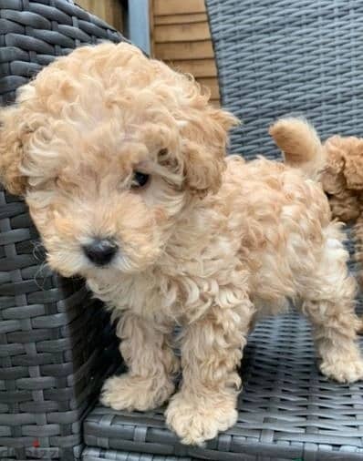 Whatsapp me (+972 55339 0294) Toy Poodle Puppies 1