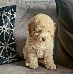 Whatsapp me (+972 55339 0294) Toy Poodle Puppies