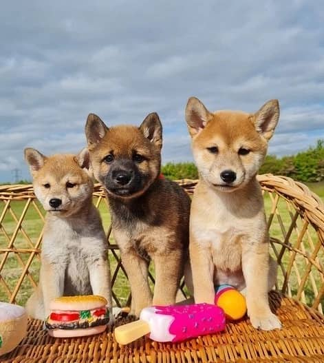 Whatsapp me (+966 57867 9674) Shiba Inu Puppies 0
