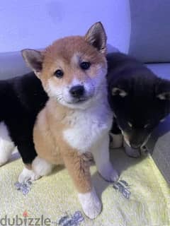 Whatsapp me (+966 57867 9674) Shiba Inu Puppies
