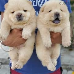 Chow chow puppies Available // Whatsapp +971552543579
