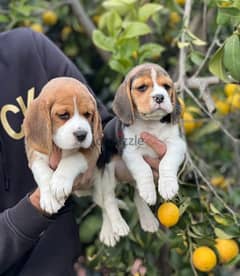 Whatsapp me (+467 0018 7972) Beagle Puppies