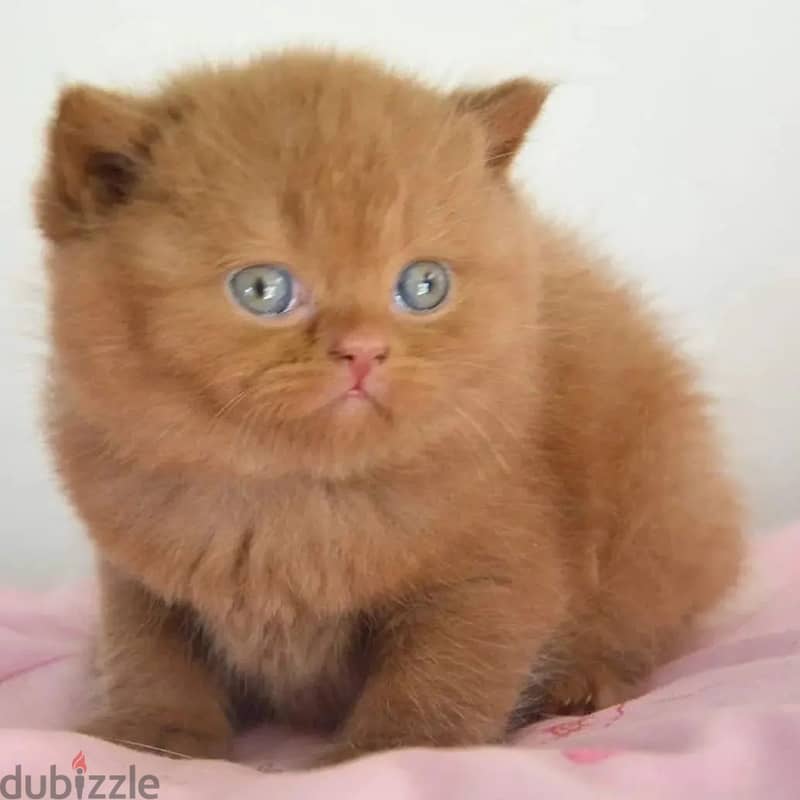 British shorthair kitten 1