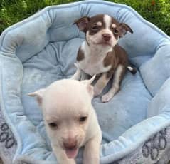 Whatsapp me (+966 57867 9674) Chihuahua Puppies