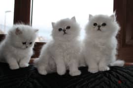 Whatsapp me (+407 2516 6661) Persian Cats 0