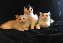 Whatsapp me (+972 55339 0294) Scottish Fold Cats