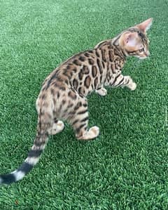 Bengal cats  for sale . . WhatsApp : ‪+357,94,462434‬