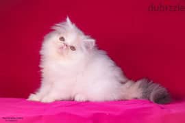 Cozy Persian Kitten