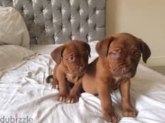 Whatsapp me (+407 2516 6661) Dogue de Bordeaux Puppies