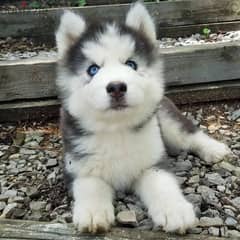 Siberian Husky Puppies// Whatsapp +971552543579