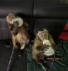 capuchin Monkey Available// whatsapp +971552543579 0