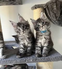 Whatsapp me (+467 0018 7972) Maine Coon Cats