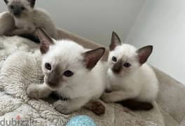 Whatsapp me (+407 2516 6661) Siamese Cats