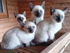 Whatsapp me (+407 2516 6661) Siamese Cats 0