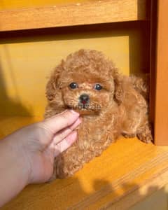 Toy poodle puppies whatApp on+971568830304 0