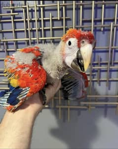 Macaw parrots chicks Toy poodle puppies whatApp on+971568830304