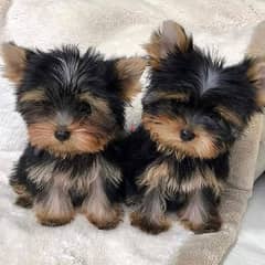 Yorkshire terrier puppies// whatsapp +971552543579