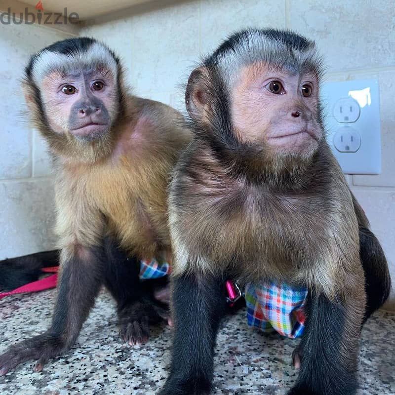 Capuchin monkey// Whatsapp +971552543579 0