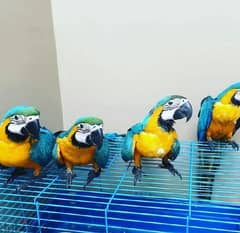 Macaw parrots // whatsapp +971552543579 0