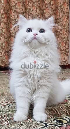 4 pure persian cats