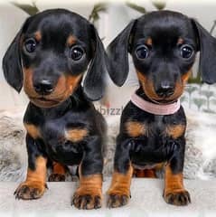 Dachshund puppies Available// whatsapp +971552543579