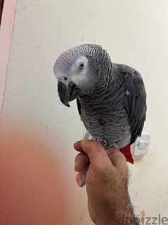 grey parrot 0