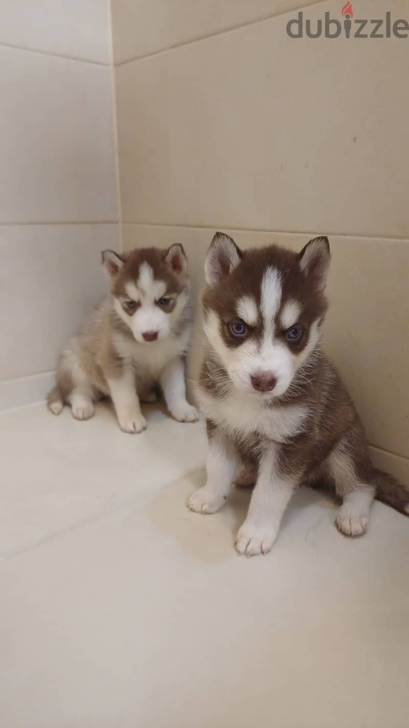 Original siberian husky puppies blue eyes 1