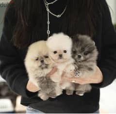 Pome_ranian puppies available 0