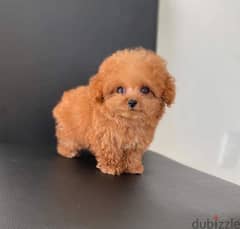 lovely Poodle puppies available