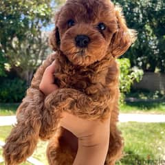 Mini cute poodle puppy for sale whatsapp +4917629216066 0