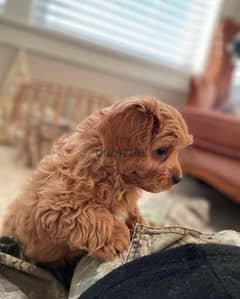 12wks toy poodle puppies for sale whatsapp +4917629216066