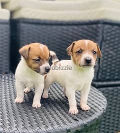 Whatsapp me (+966 57867 9674) Jack Russell Puppies 0