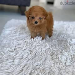 Mini Toy Poodle 0
