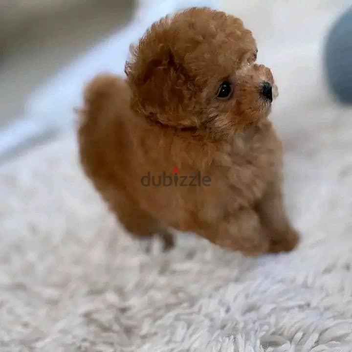 Mini Toy Poodle 1