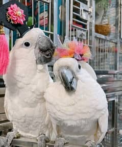 Cockatoo parrot available
