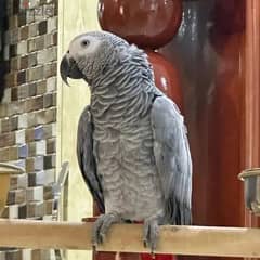 Africa grey parrot available WhatsApp +966 56 200 3020 0