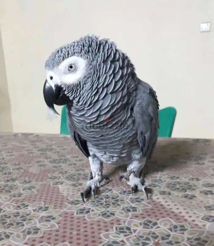Africa grey parrot available WhatsApp +966 56 200 3020 1