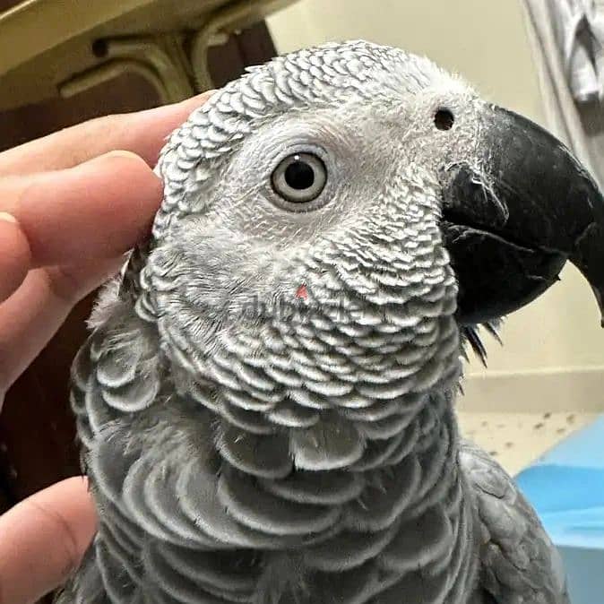 Africa grey parrot available WhatsApp +966 56 200 3020 2