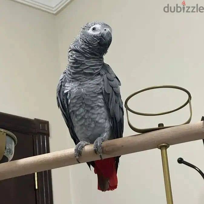 Africa grey parrot available WhatsApp +966 56 200 3020 3