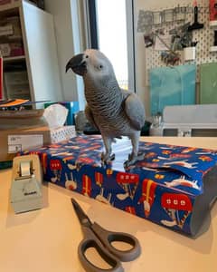 Male African grey parrot 0