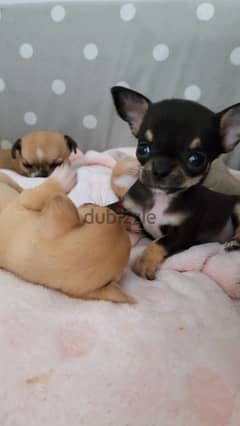 Chihuahua puppies available WhatsApp +973 3392 7613
