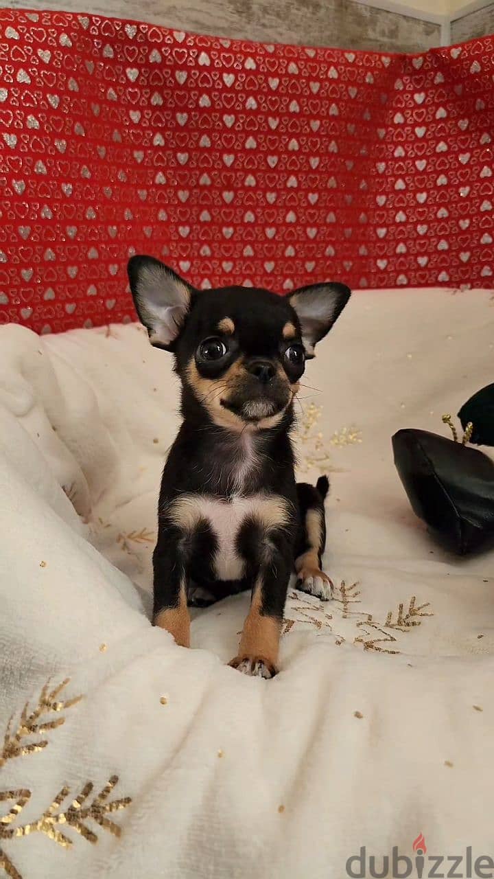 Chihuahua puppies available WhatsApp +973 3392 7613 2
