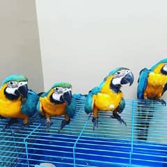 Mascaw Parrot for sell