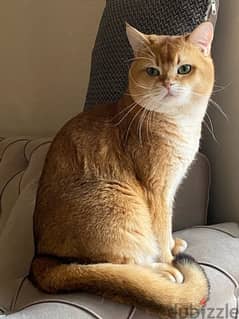 Charming Scottish Golden Cat