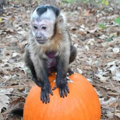 Capuchin Monkey Available// Whatsapp +971 552543679