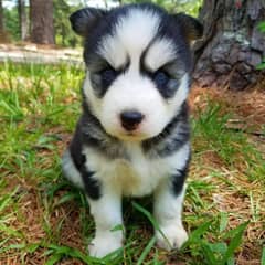 Siberian Huskey Puppies// whatsapp +971552543679 0