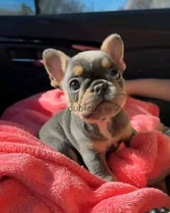 French bulldog puppies available 0