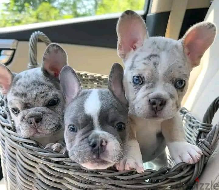 French bulldog puppies available 1