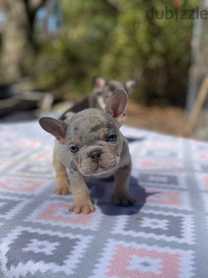 French bulldog puppies available 2